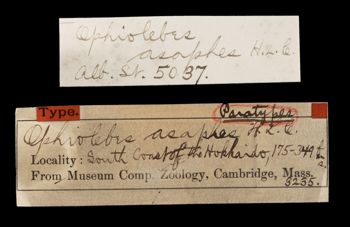 Media type: image;   Invertebrate Zoology OPH-3235 Aspect: labels
